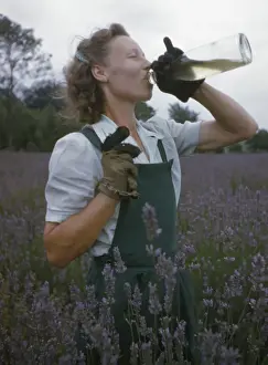 Lavender Field Photography Stampe: Lavender Picking
