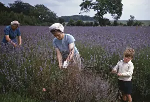 Daytime Outdoor Activities Stampe: Lavender Picking