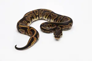 Stampe di Leopardo Ball Python o Python reale -Python regius-, femmina Pitone Palla Stampe: Pitone leopardo o Pitone reale -Python regius-, femmina.