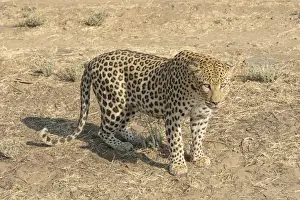 Leopard Namibia Stampe: Leopard -Panthera pardus-, Khomas, Namibia