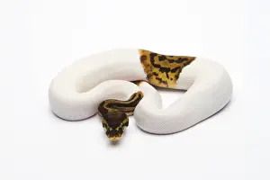 Stampe di Leopardo piebald Ball Python o Python reale -Python regius-, maschio Pitone Palla Stampe: Leopardo Piebald Ball Python o Python reale -Python regius-, maschio.