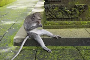 Indonesian Primates Stampe: Macaque -Macaca sp. - in the Monkey Forest temple