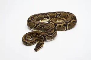 Stampe di Matanic Ball Python o Python regius femmina Pitone Palla Stampe: Python di Matanic o Python Reale -Python regius-, femmina.