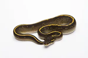 Stampe di Mojave Granite Ball Python o Python regio -Python regius-, femmina Pitone Palla Stampe: Mojave Granite Ball Python o Royal Python -Python regius-, femmina.