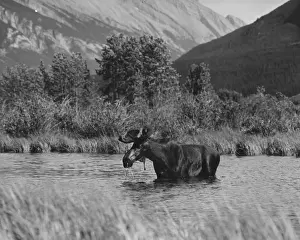 Banff National Park Images Stampe: Moose Bathing
