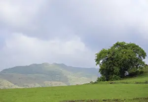 Maharashtra Travel Destinations Stampe: Mountain and tree