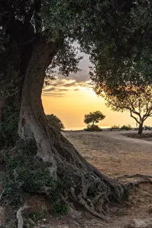 Italy UNESCO Sites Stampe: Olive tree