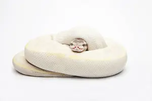 Opale di diamante Ball Python o Python reale -Python regius-, maschio.