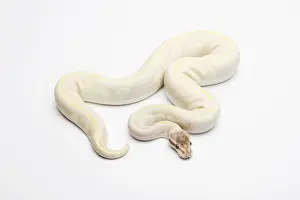 Stampe di Opale Diamond Ball Python o Royal Python (-Python regius-), maschio Pitone Palla Stampe: Opale di diamante Ball Python o Python reale -Python regius-, maschio.