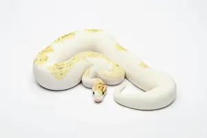 Serpente Stampe: Paradosso Super Fire Ball Python o Royal Python -Python regius-, maschio.