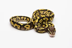 Stampe di Pastello Fantasma Giallo Ventre Ball Python o Pitone Reale -Python regius-, maschio Pitone Palla Stampe: Pastello Fantasma Giallo Ventre Ball Python o Pitone Reale -Python regius-, maschio.