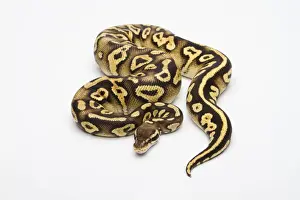 Stampe di Pastello Fantasma Giallo Ventre Ball Python o Pitone Reale -Python regius-, femmina Pitone Palla Stampe: Pastello Fantasma Giallo Ventre Ball Python o Pitone Reale -Python regius-, femmina.