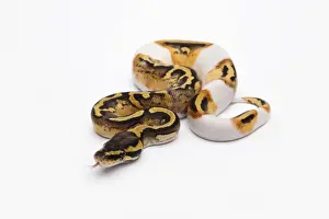 Stampe di Pastello Piebald Ball Python o Python regio, femmina Pitone Palla Stampe: Pastello Piebald Ball Python o Python reale -Python regius-, femmina.