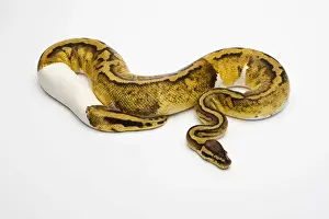 Stampe di Pastello Piebald Ball Python o Python reale -Python regius-, femmina Pitone Palla Stampe: Pastello piebald Ball Python o Python regio, femmina.