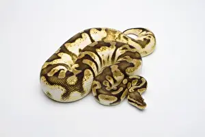 Stampe di Pastello di zucchero Ball Python o Python reale -Python regius-, femmina Pitone Palla Stampe: Pastello di zucchero Ball Python o Python reale -Python regius-, femmina.
