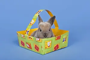 Easter Tradition Images Stampe: Pet rabbit in an Easter basket