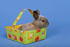 Cute Bunny Photos Stampe: Pet rabbit in an Easter baskets