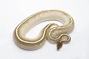 Stampe di Fantom Mojave Het Ghost Ball Python o Python reale -Python regius-, femmina Pitone Palla Stampe: Fantom Mojave Het Ghost Ball Python o Royal Python -Python regius-, femmina.