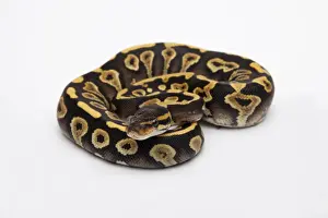 Ball Python Female Stampe: Phantom Yellow Belly Ball Python or Royal Python -Python regius-, female