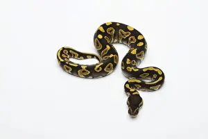 Stampe di Fantomico Yellow Belly Ball Python o Royal Python -Python regius-, maschio Pitone Palla Stampe: Fantomico Python del ventre giallo o Python reale -Python regius-, maschio.