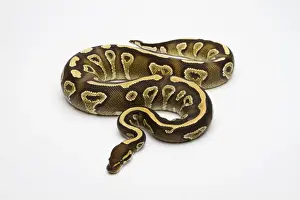 Terrarium Animals Stampe: Phantom Yellow Belly Ball Python or Royal Python -Python regius-, female
