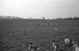 Hunting In Europe Stampe: Chasing A Hare