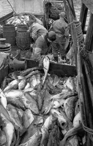 Traditional Fishing Methods Stampe: Codfish Sorting