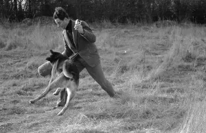 Working Animal Images Stampe: Guarding The Base
