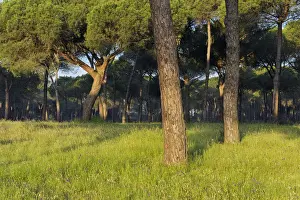 Huelva Province Spain Stampe: Pine tree forest