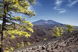 Canary Island Pine Trees Stampe: Pine trees with Teide volcano on background