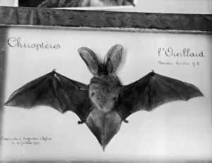 Brown Long Eared Bat Stampe: Plecotus Auritus
