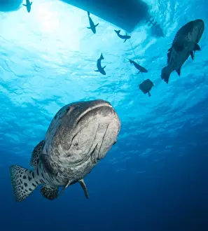 Great Barrier Reef Photography Stampe: Potato Cod