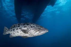 Great Barrier Reef Photography Stampe: Potato Cod