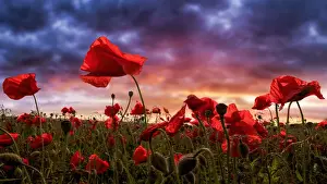Fine Art Photography Stampe: Remembering