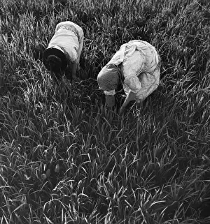 Rural Women At Work Stampe: Rice Fields