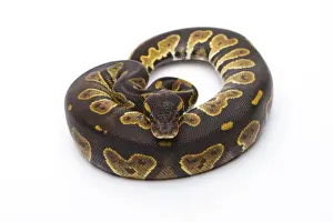 Stampe di Python reale -Python regius-, Testa nera, femmina, Markus Theimer allevamento di rettili, Austria Pitone Palla Stampe: Pitone Reale -Python regius-, Testa Nera