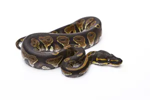 Constrictor Snake Species Stampe: Royal Python -Python regius-, Black Head, male, Markus Theimer reptile breeding, Austria