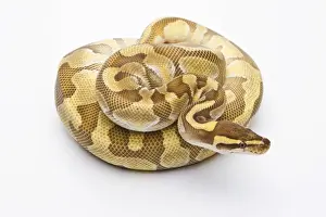 Ball Python Stampe: Royal Python -Python regius-, Butter Enchi, male, Markus Theimer reptile breeding, Austria