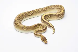 Ball Python Stampe: Royal Python -Python regius-, Champagne, male, Markus Theimer reptile breeding, Austria