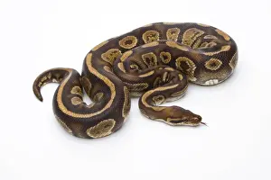 Stampe di 'Python reale - Python regius -, Fefe, maschio, Markus Theimer allevamento rettili, Austria' Pitone Palla Stampe: Python reale -Python regius-, Fefe