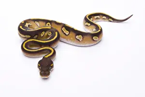 Stampe di Pitone Reale - Python regius -, Mojave Black Head, femmina, Markus Theimer allevamento rettili, Austria Pitone Palla Stampe: Python reale -Python regius-, Mojave Black Head