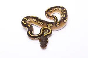 Stampe di Python reale -Python regius-, Mojave Black Head, maschio, Markus Theimer allevamento rettili, Austria Pitone Palla Stampe: Pitone reale -Python regius-, Mojave Black Head