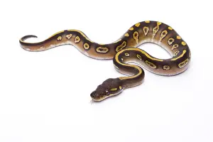 Studio Shot Reptiles Stampe: Royal Python -Python regius-, Mojave Black Head