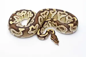 Serpente Stampe: Pitone reale -Python regius-, Mojave Razor