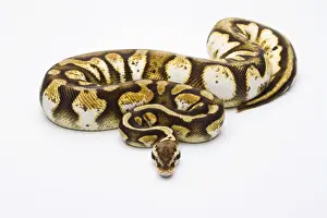 Reptile Photography Austria Stampe: Royal Python -Python regius-, Pastel Calico