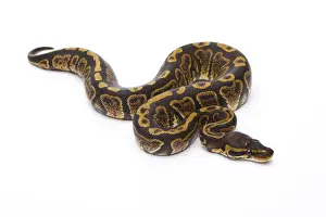Reptile Photography Austria Stampe: Royal Python -Python regius-, Super Granite