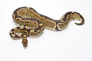 Ball Python Stampe: Royal Python -Python regius-, Super Razor