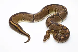 Stampe di 'Python reale -Python regius-, Super Venom, femmina, Markus Theimer allevamento rettili, Austria' Pitone Palla Stampe: Rettile reale -Python regius-, Super Venom