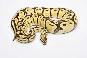 Constrictor Snake Species Stampe: Royal Python -Python regius-, Vanilla Super Pastel