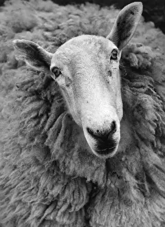 Farm Animals Images Stampe: Ruminant